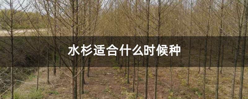 分析！水杉移栽“星星点点”