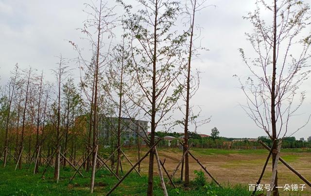 分析！水杉移栽“星星点点”