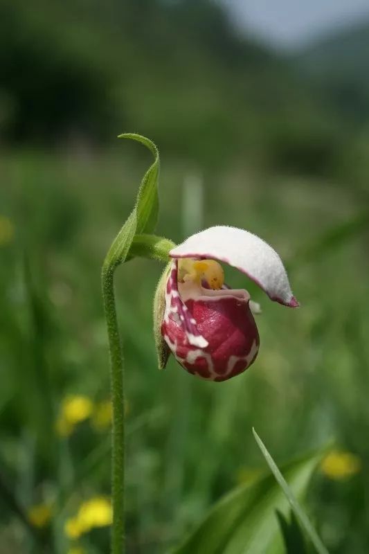 讲解！圈套常雨泽“空谷幽兰”