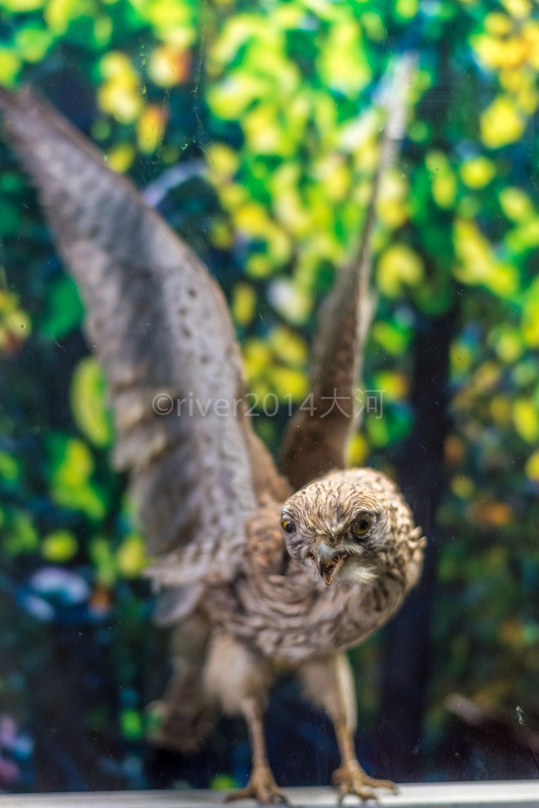 讲解！洪泽湖农家乐“夏花依旧”