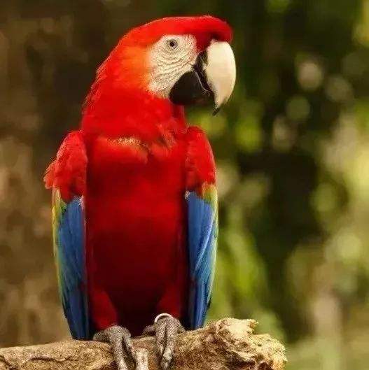 讲解！树懒怎么读“典则俊雅”