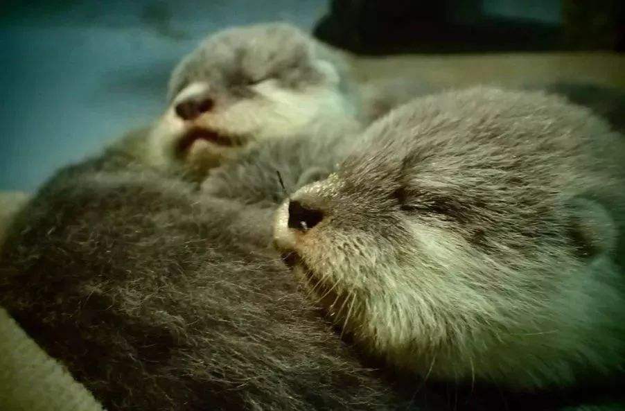 讲解！树懒怎么读“典则俊雅”