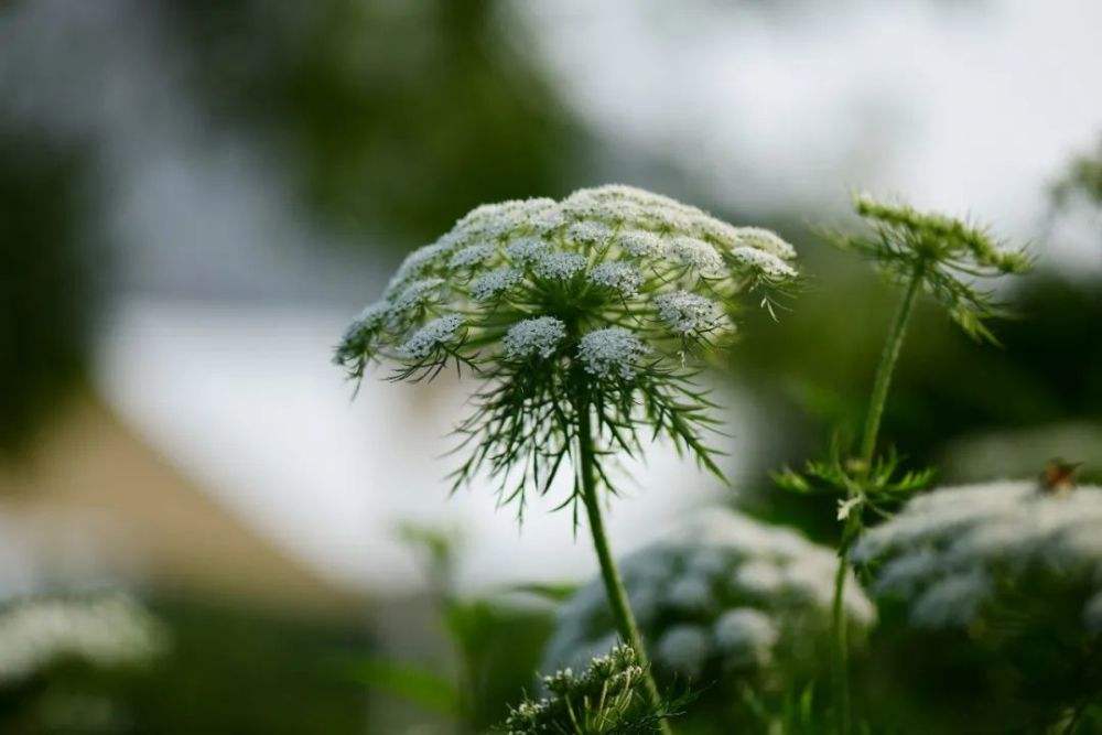 分析！一本万利植物“郢中白雪”