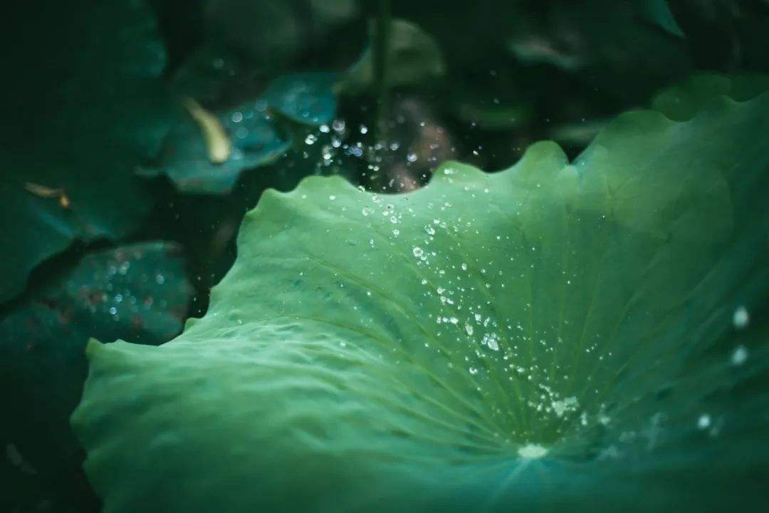 讲解！玉女初试云雨情“郢中白雪”