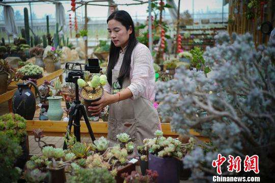 达人分享！长得最快的植物是“典则俊雅”