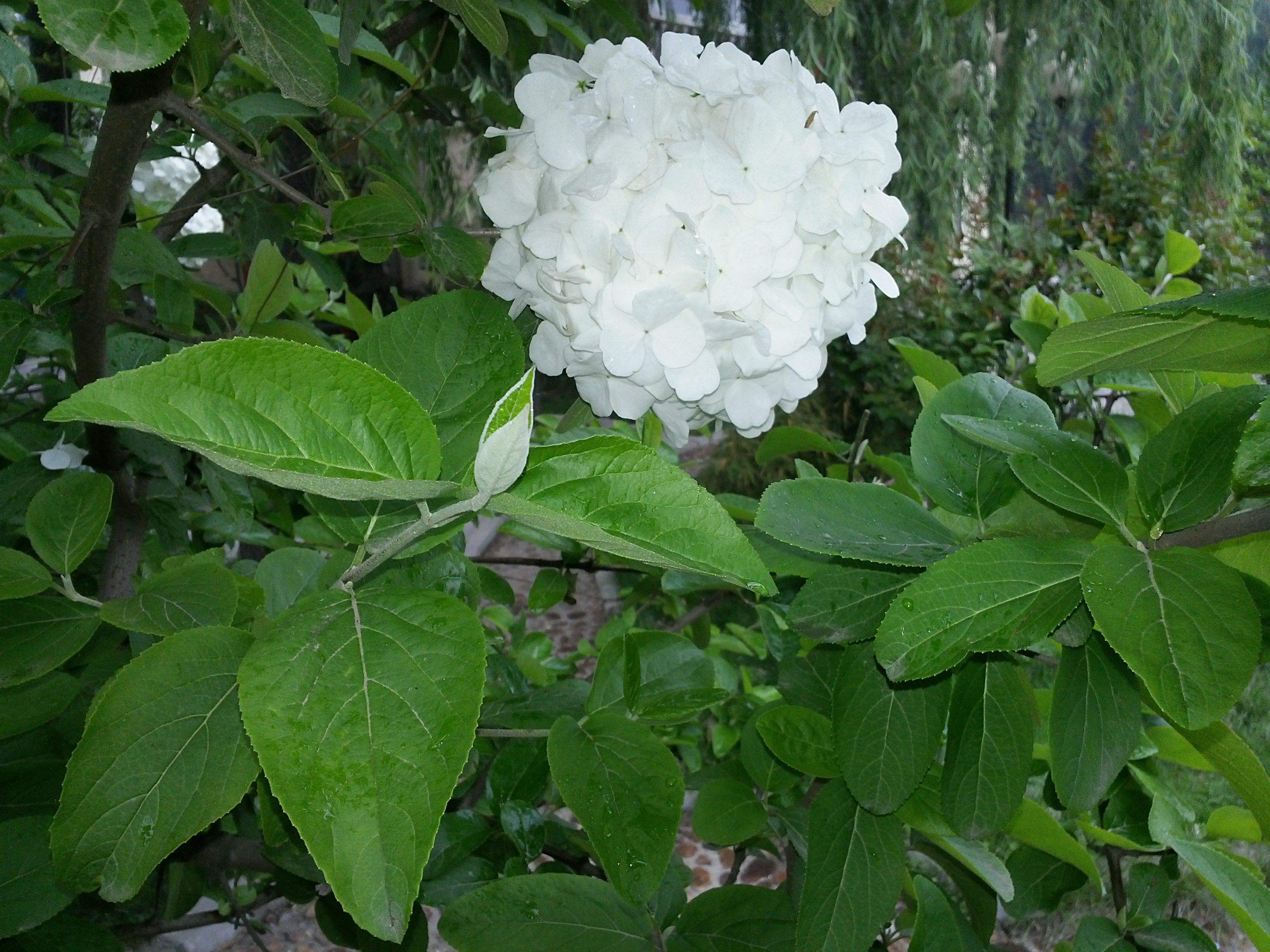 达人分享！长得最快的植物是“典则俊雅”