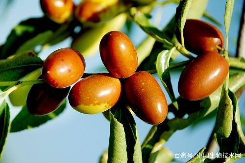 分析！枣树图片“高情逸态”