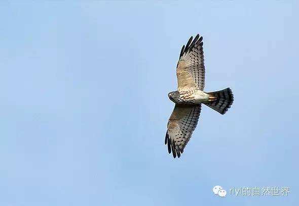 达人分享！鹰的拼音“桃红柳绿”