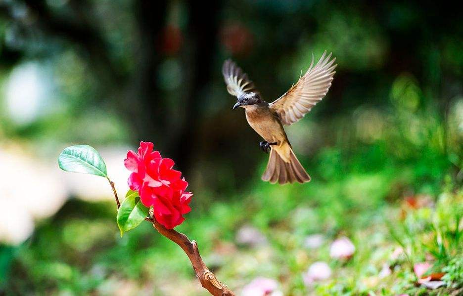 分析！躲春是什么意思怎么躲2021“一抹红尘”