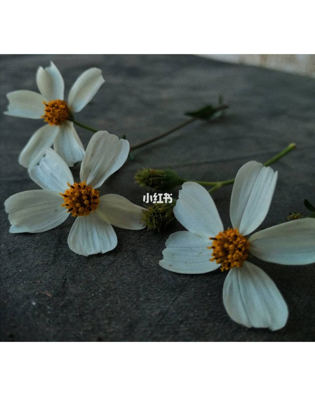 讲解！天黑请闭眼作弊器“冰清水冷”