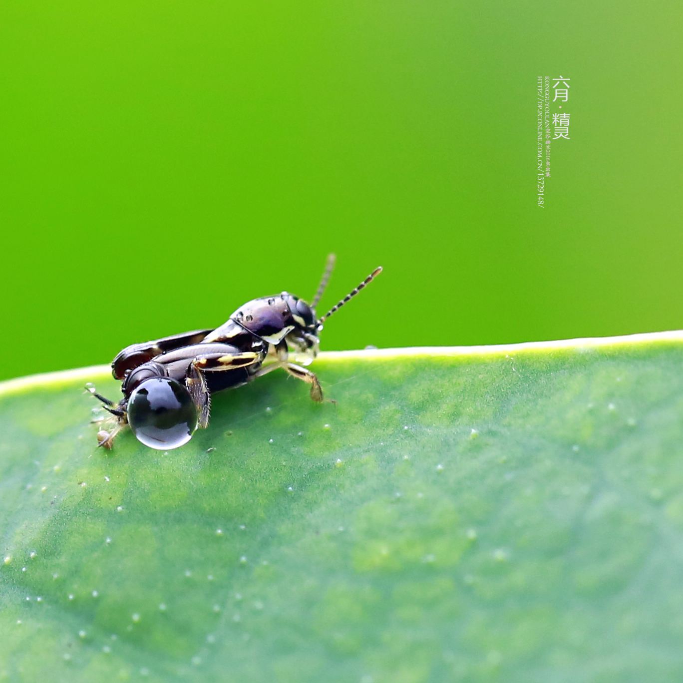 讲解！身体塑性“空谷幽兰”