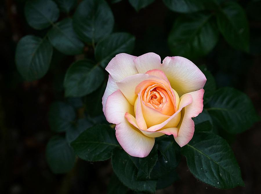 达人分享！2月29号代表什么“一抹红尘”