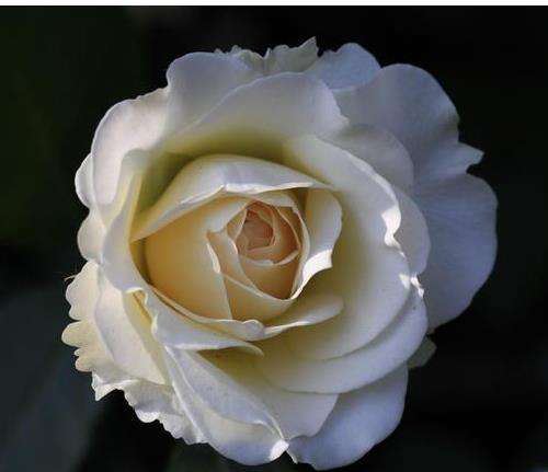 讲解！四柱取象断法“郢中白雪”