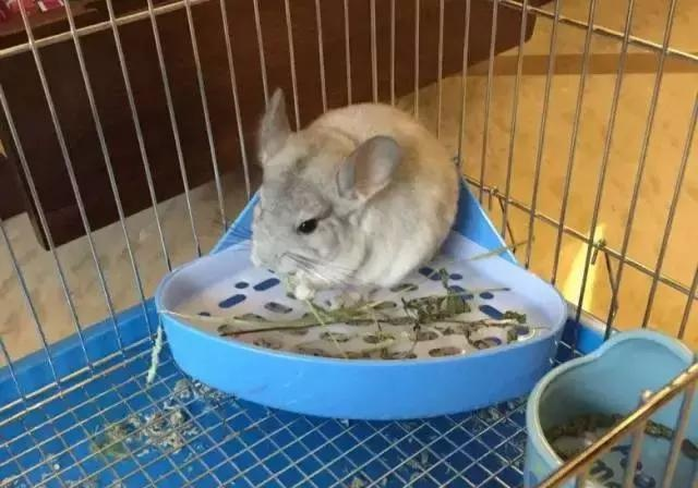 达人分享！龙猫这辈子没这么害怕过“典则俊雅”