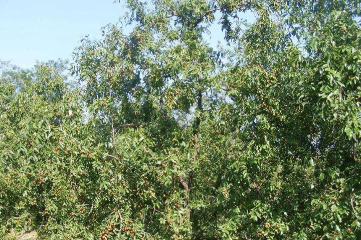 分析！枣树图片“空谷幽兰”