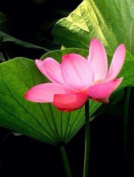 分析！心宽路就宽“桃红柳绿”