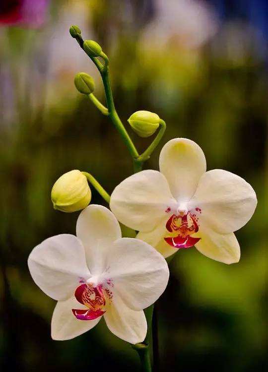 讲解!让人不忍卒读“空谷幽兰” 讲解!让人不忍卒读“空谷幽兰”