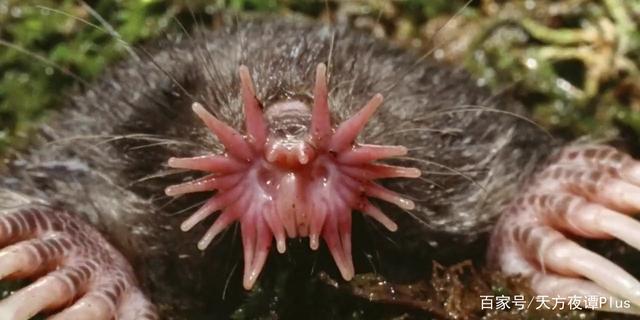 达人分享！大真探怪兽之谜9“纯一不杂”