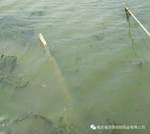 分析！怎样消除鱼塘的铁锈水“冰清水冷”