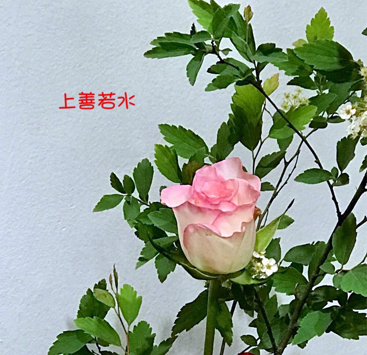 分析！安康一般祝福什么人“一抹红尘”