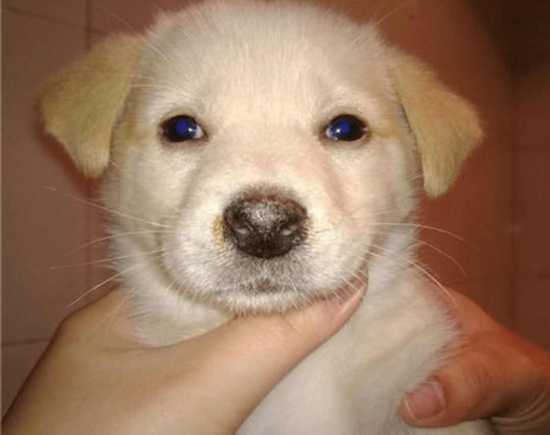 讲解!狗瘟热病毒“冰清水冷” 讲解!狗瘟热病毒“冰清水冷”