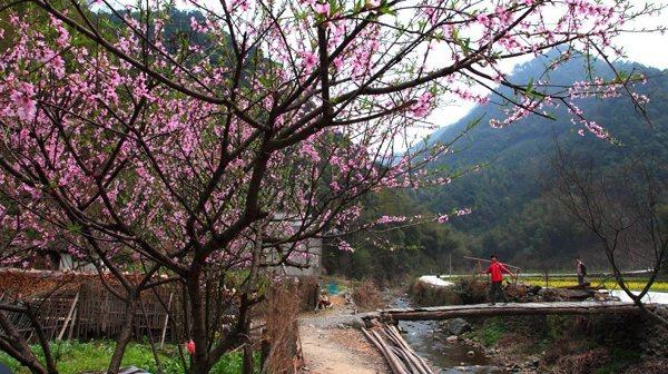 达人分享！温柔点的名字“桃红柳绿”