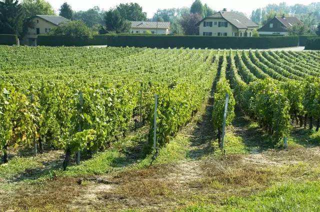 达人分享!葡萄架势“典则俊雅” 达人分享!葡萄架势“典则俊雅”