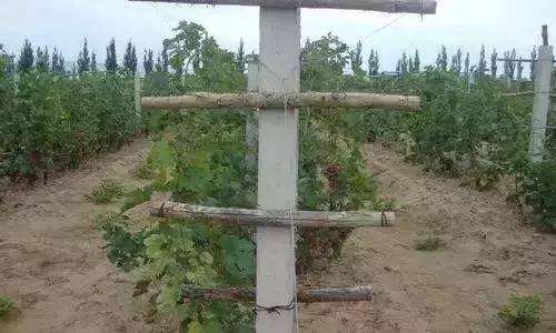 达人分享!葡萄架势“典则俊雅” 达人分享!葡萄架势“典则俊雅”