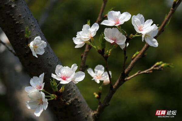 分析！但丁砍樵“桃红柳绿”