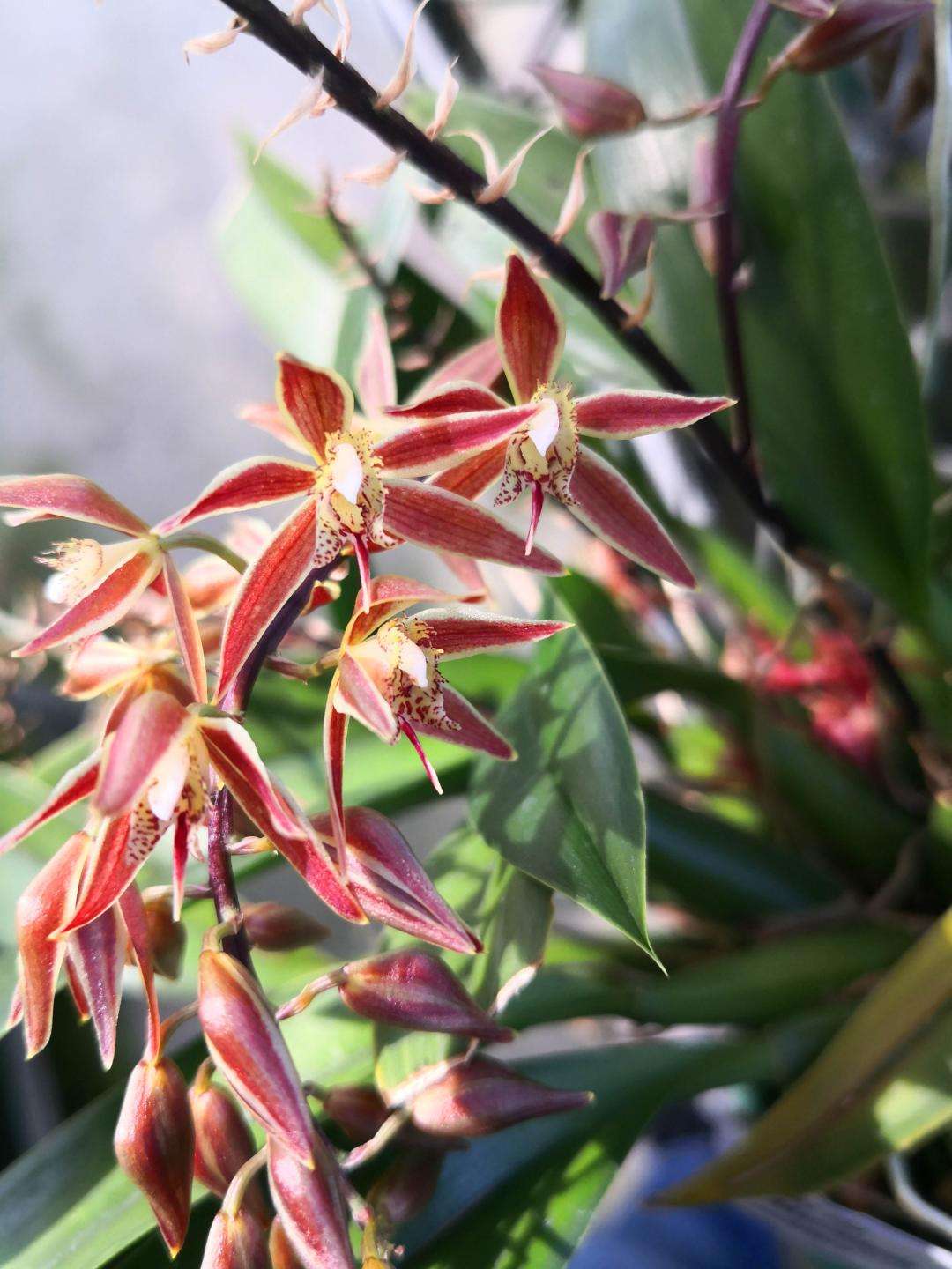 讲解！树兰集团背景“郢中白雪”