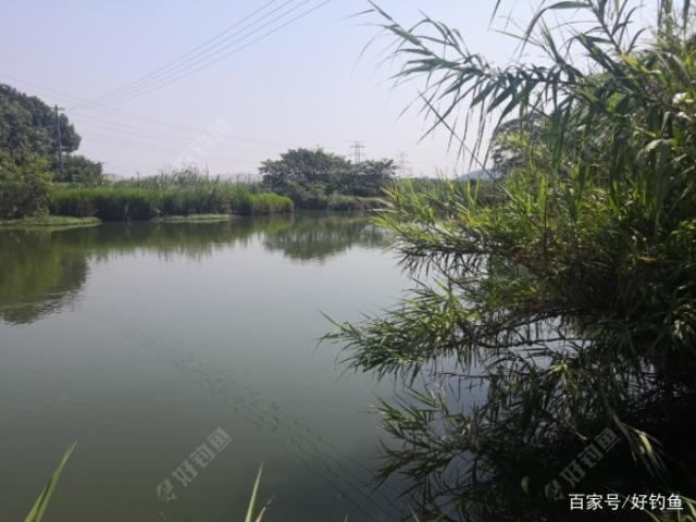 详情！千秋钓鱼论坛“郢中白雪”