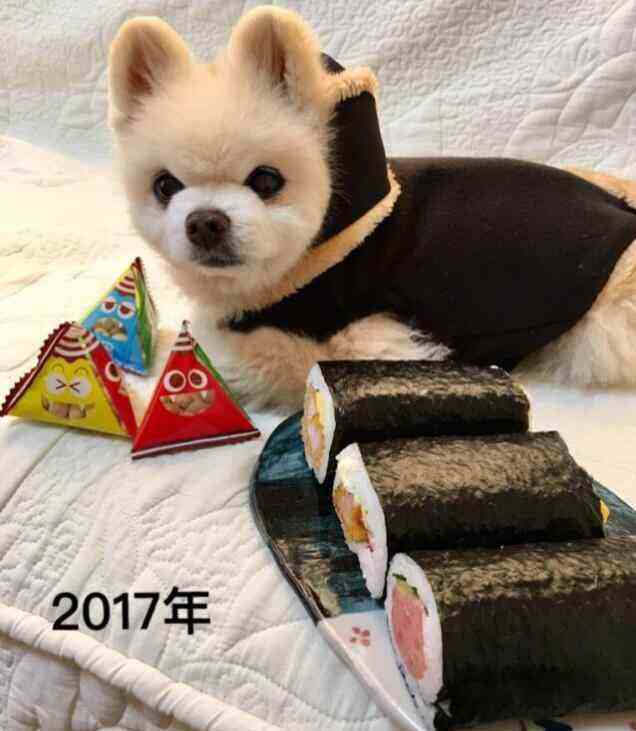 讲解!俊介君是什么品种 讲解!俊介君是什么品种