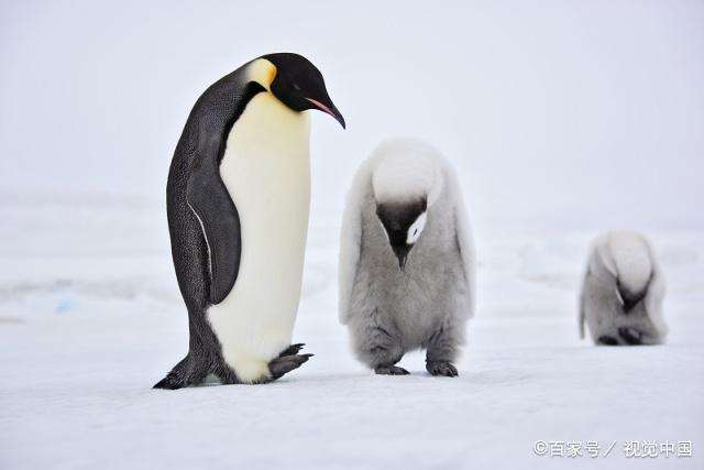 讲解!黑匣子是什么颜色作用是什么“星星点点” 讲解!黑匣子是什么颜色作用是什么“星星点点”