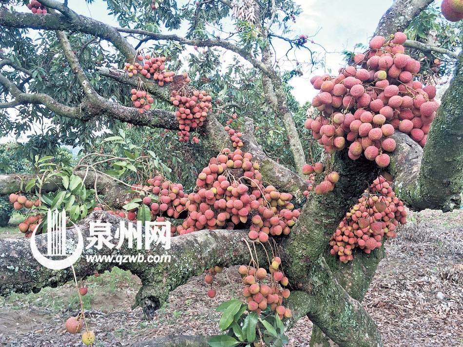 讲解!漳浦荔枝“夏花依旧” 讲解!漳浦荔枝“夏花依旧”