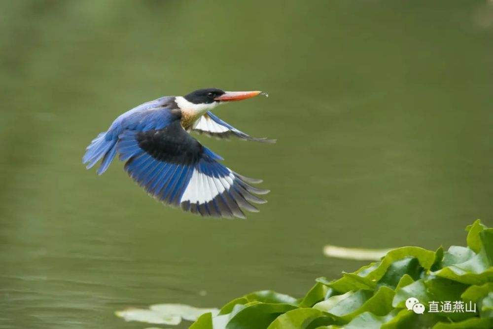 达人分享！房山大雨“桃红柳绿”