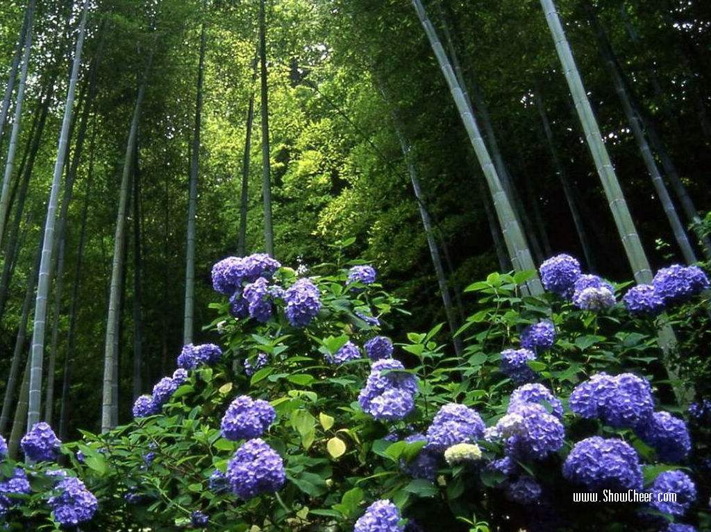 讲解！文章罕见分享近况“空谷幽兰”