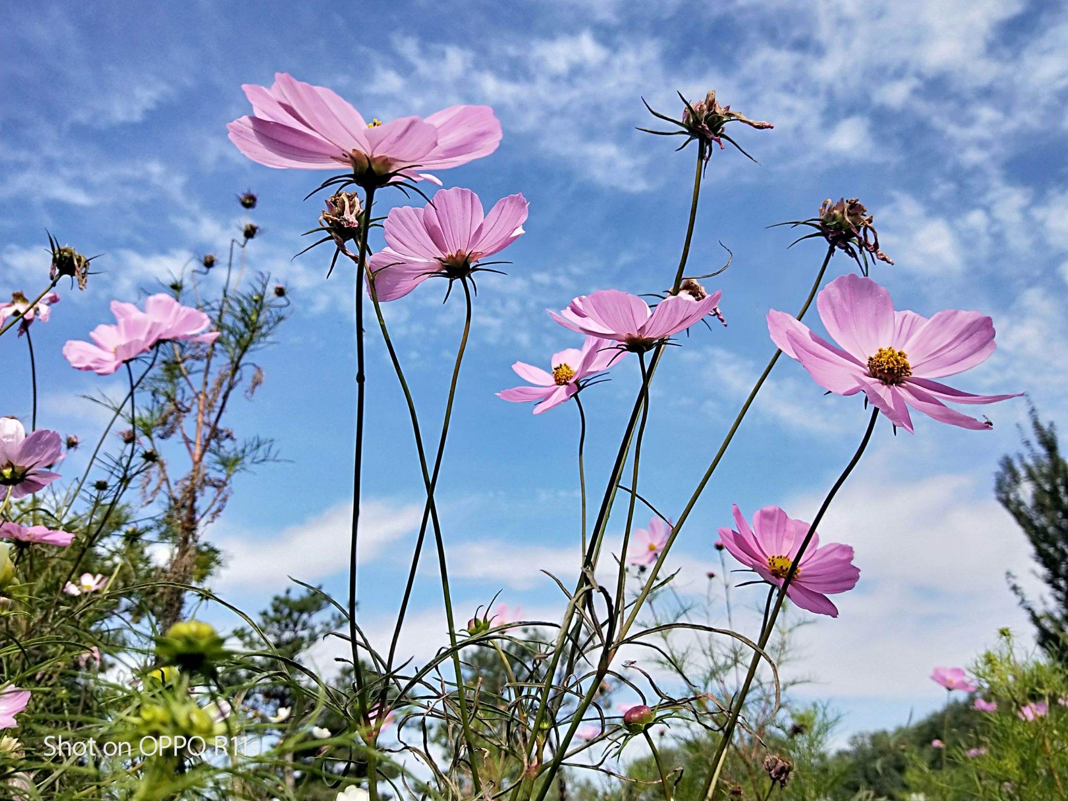 讲解！文章罕见分享近况“空谷幽兰”