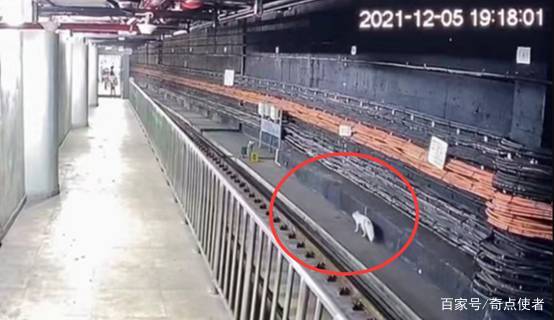 分析!白狐mail大盗“空谷幽兰” 分析!白狐mail大盗“空谷幽兰”