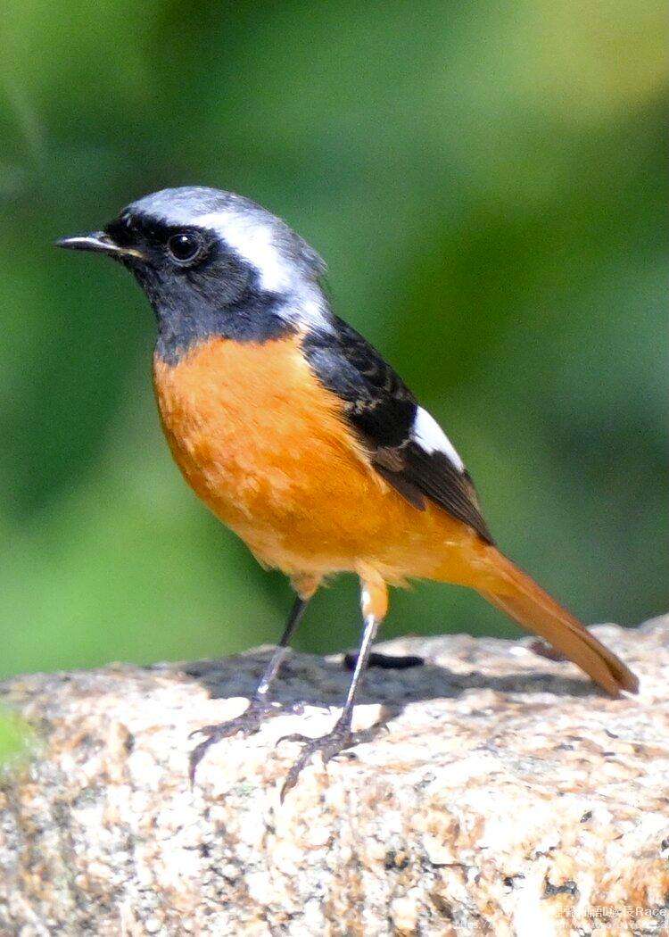 讲解!冬候鸟国语版“纯一不杂” 讲解!冬候鸟国语版“纯一不杂”
