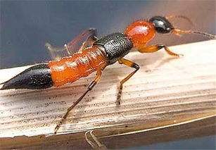 分析!隐翅虫主要分布在哪里“夏花依旧” 分析!隐翅虫主要分布在哪里“夏花依旧”