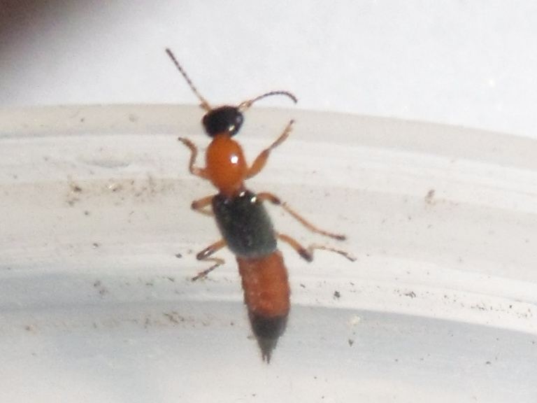 分析!隐翅虫主要分布在哪里“夏花依旧” 分析!隐翅虫主要分布在哪里“夏花依旧”