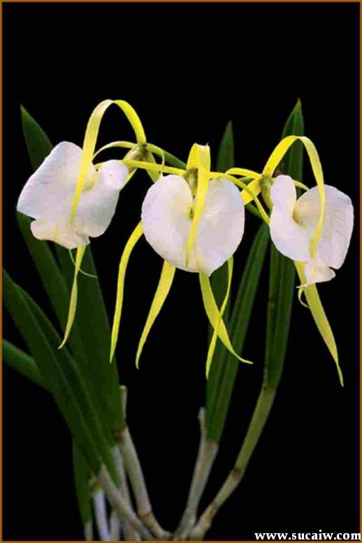 讲解！千秋论坛“空谷幽兰”