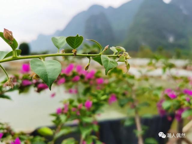 讲解！千秋论坛“空谷幽兰”