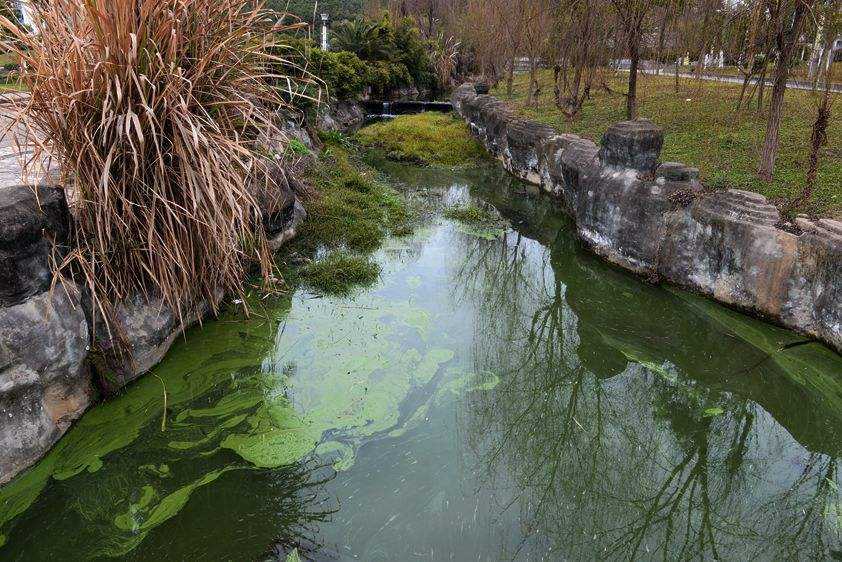 达人分享！怎样消除鱼塘的铁锈水“夏花依旧”