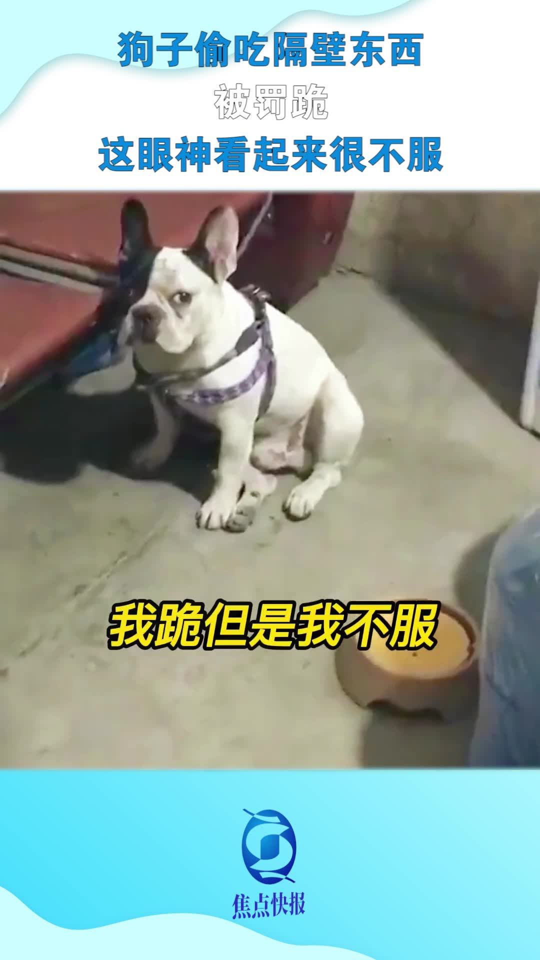 讲解！屈服之疼爱“高情逸态”