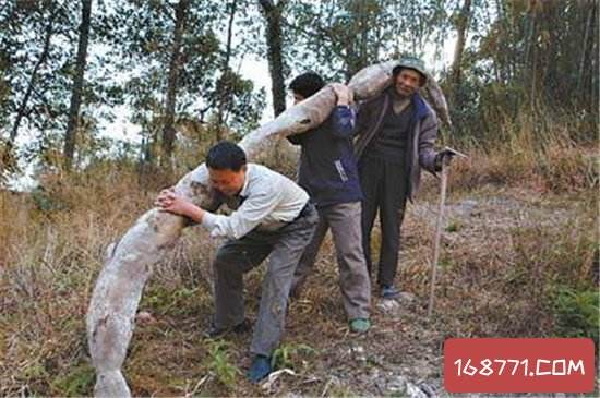 达人分享！广西桂平大蛇