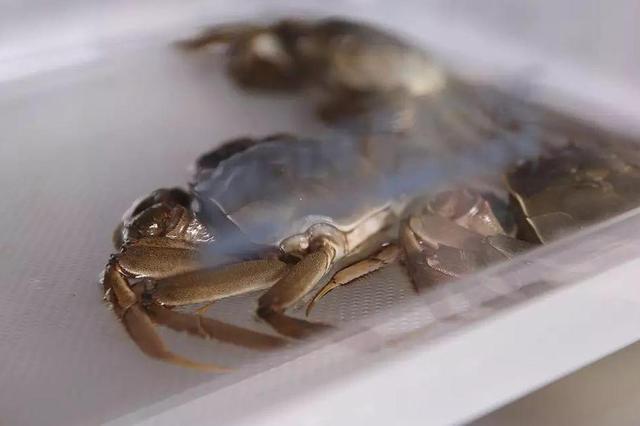 达人分享！熟螃蟹保存“夏花依旧”