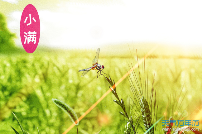 分析!小满节气诗谚“星星点点” 分析!小满节气诗谚“星星点点”