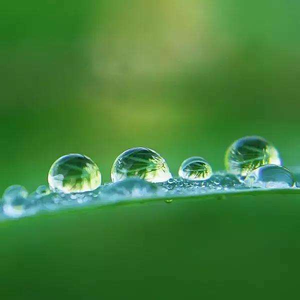 分析！人心无举蛇吞象“雁过留声”