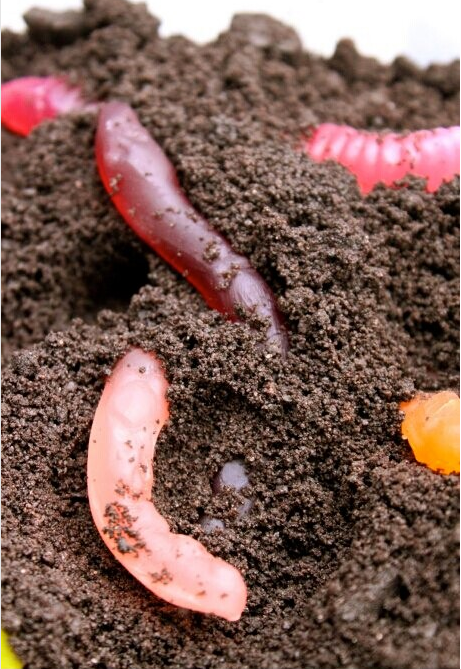 达人分享！医用蛆“桃红柳绿”